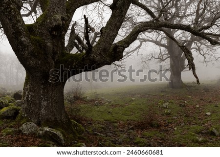 Similar – Image, Stock Photo Alte Eiche, old oak Baum