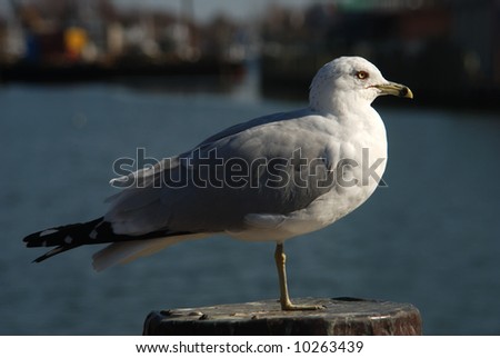 Close-Up Image Of A Seagull Sitting One-Legged On A Piling At The Edge ...