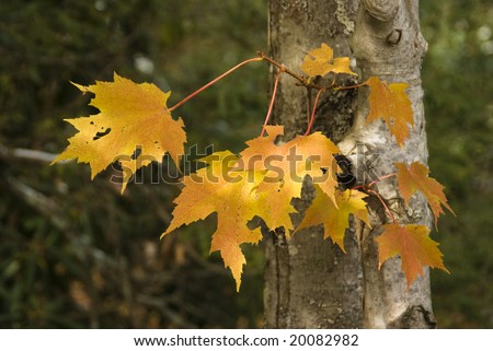 Group of sun dappled yellow maple leaves on a tree near the Blue Ridge Parkway