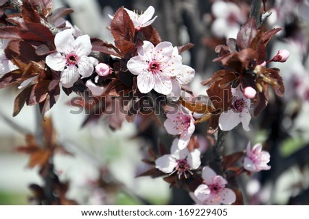 Similar – Image, Stock Photo Flowers of plum tree, also known as Prunus cerasifera Pissardii, in early spring