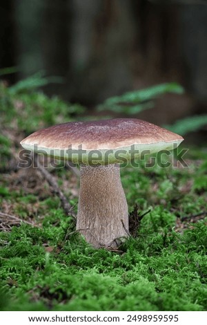 Similar – Image, Stock Photo forest mushroom boletus