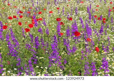 poppy and wild flowers meadow nature scene