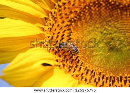 bee on sunflower summer nature scene