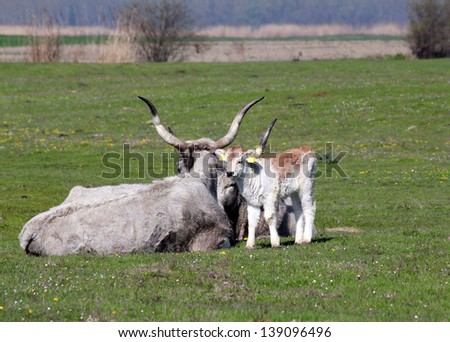 podolian calf and cow on pasture