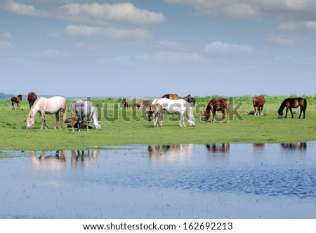herd of horses on pasture by river