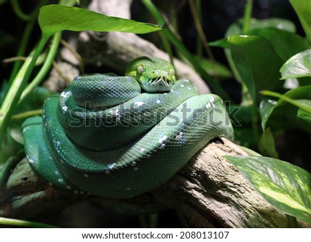 green snake on branch in jungle