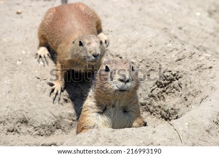 two prairie dogs watching from hole