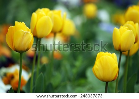 yellow tulip flowers spring season