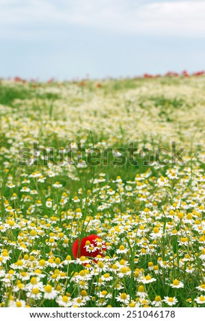 chamomile wild flowers field spring season