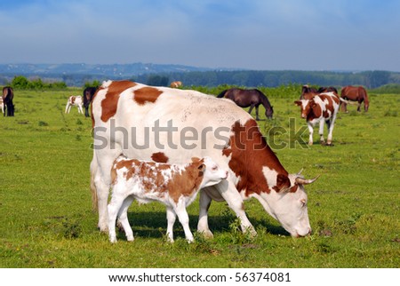 cow and little calf on pasture