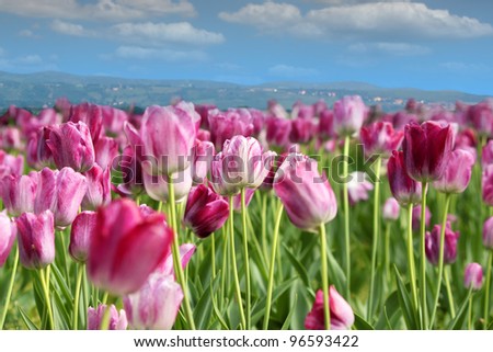 spring tulip flower