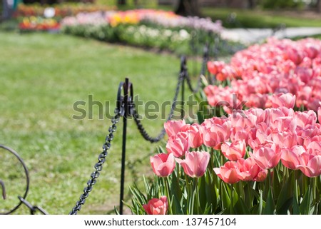 Spring tulips in bloom in Washington Park, for the Tulip Festival in Albany, NY