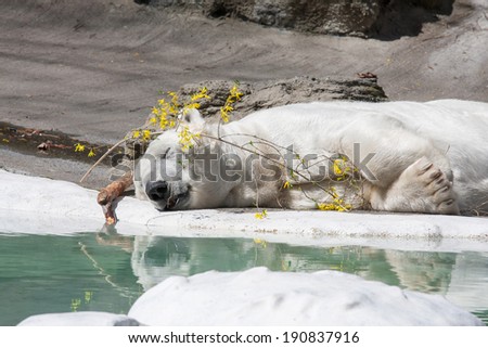 Polar bear having a Spring nap and clutching a forsythia branch.