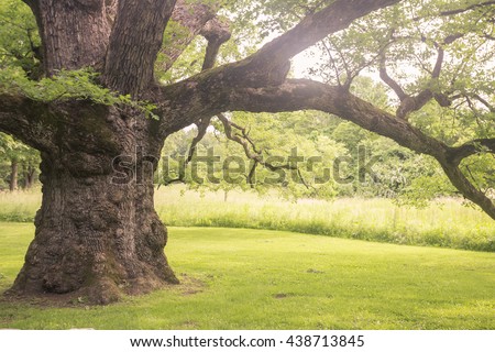 Similar – Image, Stock Photo Alte Eiche, old oak Baum