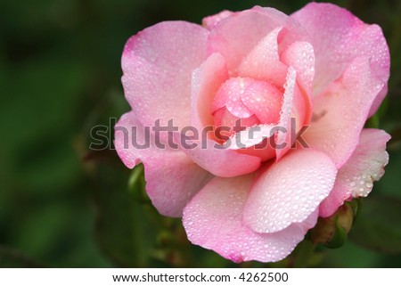 Beautiful pink rose wet with dew drops.