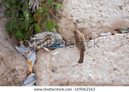 Notes at the crack of the Wailing Wall and a sparrow. The Wailing Wall is located in the Old City of Jerusalem at the foot of the western side of the Temple Mount.