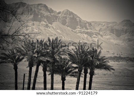 Palm tree of the Judean desert (black & white)