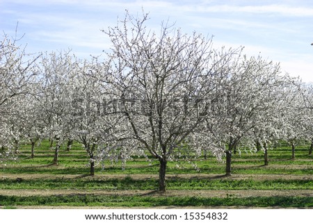 Prunus Dulcis, Flowering Nonpareil Almond Trees Stock Photo 15354832 ...