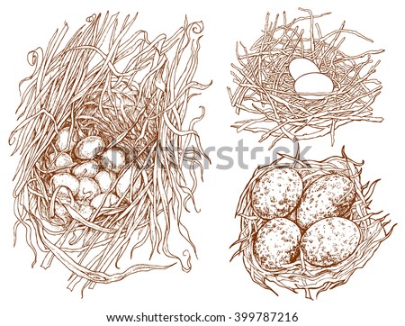 Set off nests with eggs - hand drawn vector illustration, isolated on white