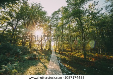 Similar – Image, Stock Photo Zeda-gordi, Georgia. View Of Paved Forest Path Leading To Canyon Okatse In Sunset Or Sunrise Time. Sun Sunshine With Natural Sunlight And Sun Rays Through Woods Trees. Beautiful Scenic View