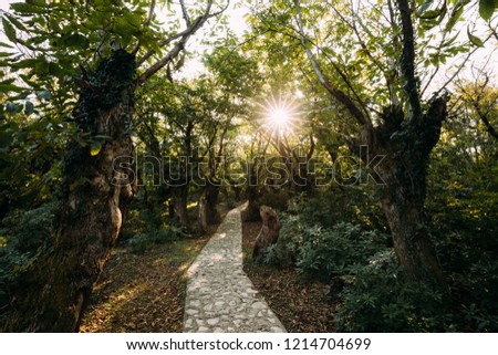 Similar – Image, Stock Photo Zeda-gordi, Georgia. View Of Paved Forest Path Leading To Canyon Okatse In Sunset Or Sunrise Time. Sun Sunshine With Natural Sunlight And Sun Rays Through Woods Trees. Beautiful Scenic View