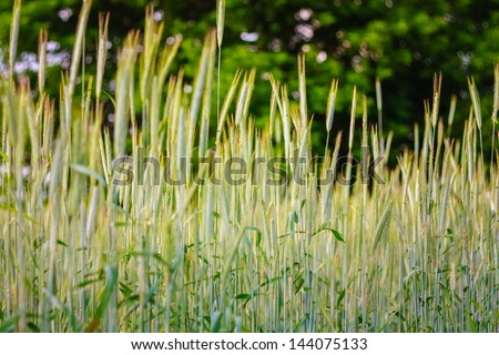 A Barley Field With Green Barley Ears In Early Summer