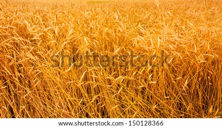 A Barley Field With Shining Golden Barley Ears In Late Summer. Background