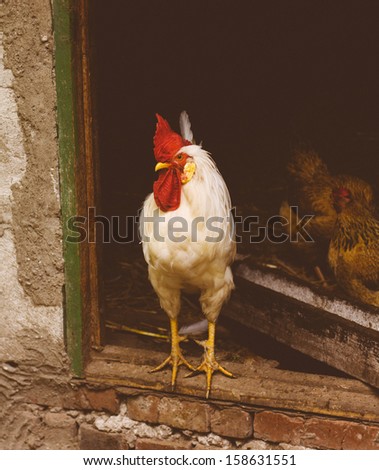 White chicken hen looking out of the barn
