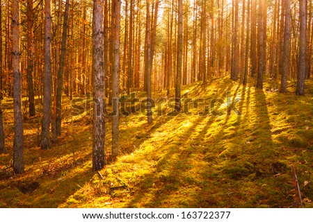 Sunbeams pour through trees in summer autumn forest. Russian nature