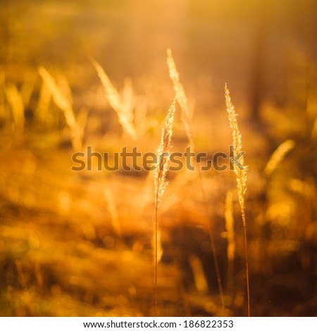 Dry Red Grass Field In Sunset Sunlight. Beautiful Yellow Sunrise Light Over Meadow. Summer In Russia