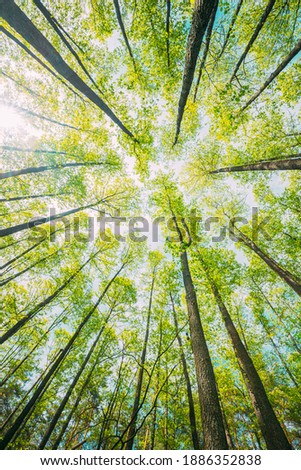 Looking Up In Beautiful Pine Deciduous Forest Trees Woods Canopy. Bottom View Wide Angle Background. Greenwood Forest. Trunks And Branches With Fresh Spring Lush.
