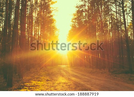 Forest road under sunset sunbeams. Lane running through the autumn deciduous forest at dawn or sunrise.