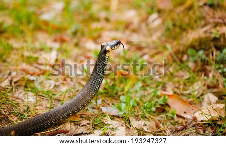Grass Snake (Natrix natrix) adder head raising defensiveness in forest early spring