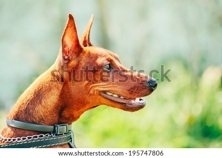 Close Up Aggressive Red Dog Miniature Pinscher (Zwergpinscher, Min Pin) Head Over Green Grass Background