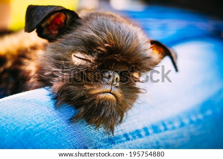 Close Up Black Dog Griffon Bruxellois (Brussels Griffon, Griffon Belge) Sleeping On Womans Lap