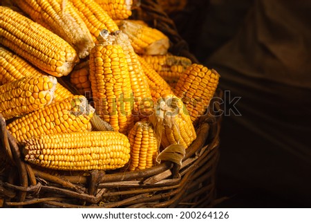 Fresh Yellow Corn In Basket On The Dark Background. Harvest Agricultural Concept