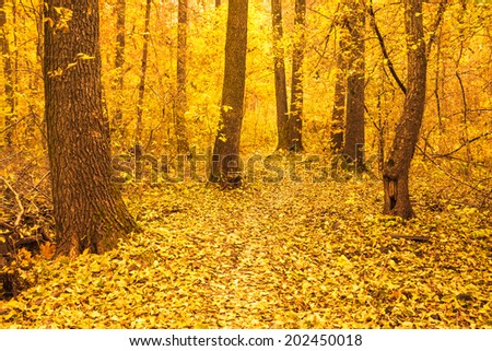 Path road way pathway with trees on a sunny day in autumn yellow forest. Background