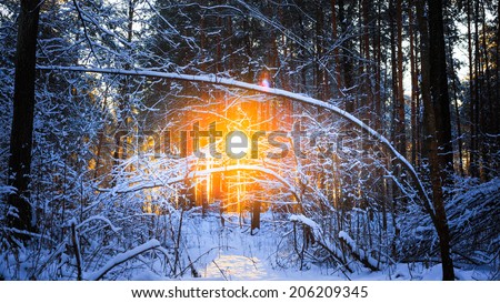 Sun rays sunset in winter forest woods between the trees. Russian nature