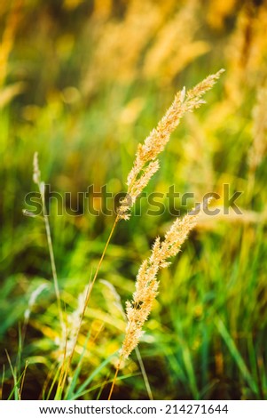 Dry Green Grass Field In Sunset Sunlight. Beautiful Yellow Sunrise Light Over Meadow. Summer In Russia