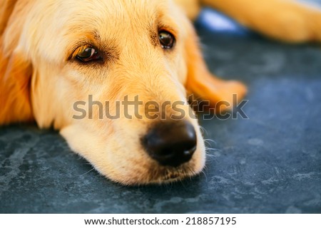 Lost Homeless Hungry Golden Labrador Retriever Dog Sleeping On Cold Floor