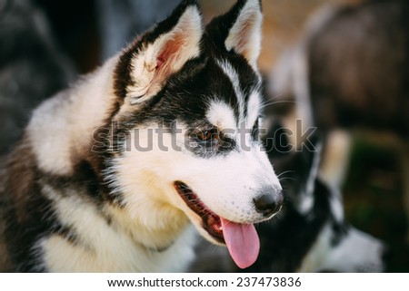 Close Up Young Happy Husky Puppy Eskimo Dog Face