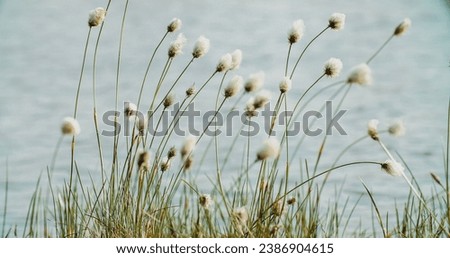 Similar – Foto Bild Wollgras blüht im Moor, im Hintergrund ein Aussichtsturm und Bäume vor blaugrauem Himmel