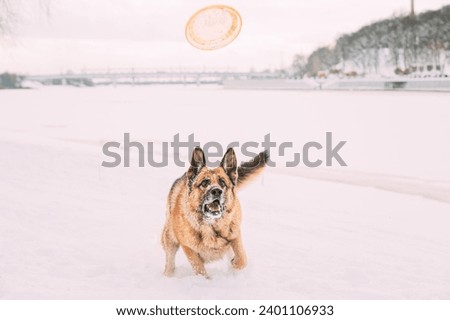 Similar – Image, Stock Photo White shepherd dog gets petted