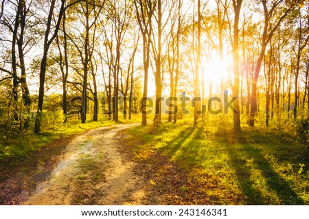Path Road Way Pathway On Sunny Day In Summer Forest. Sunbeams Pour Through Trees. Russian Nature