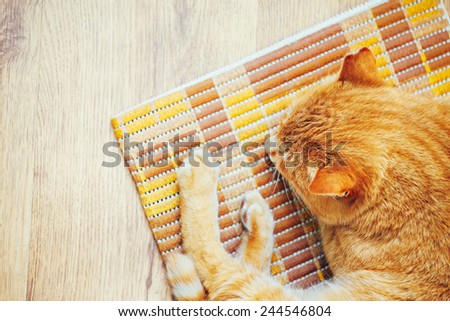 Peaceful Orange Red Tabby Cat Male Kitten Curled Up Sleeping In His Bed On Laminate Floor. Top View