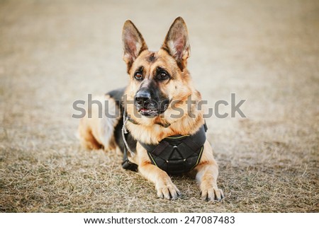 Brown German Shepherd Dog Sitting On Ground