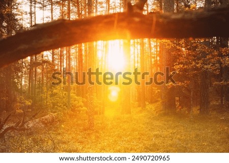 Similar – Image, Stock Photo Sun Shining Through Forest Woods Over Lane, Country Road. Path, Walkway In Autumn Forest. Sunset Sunrise In Trees Woods