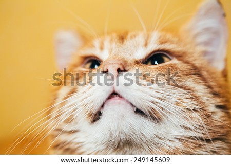 Close Up Head, Snout Of Peaceful Orange Red Tabby Cat Male Kitten Looking Up On Yellow Background