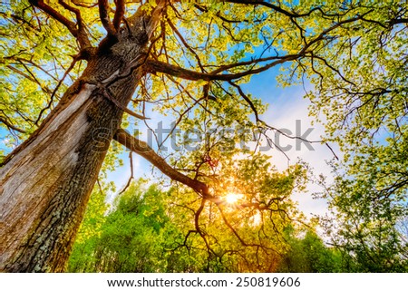 Spring Sun Shining Through Canopy Of Tall Oak Trees. Upper Branches Of Tree. Sunlight Through Green Tree Crown - Low Angle View.