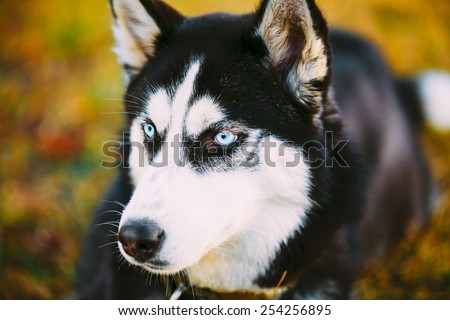 Ckose Head Young Happy Husky Puppy Eskimo Dog Sitting In Dry Grass Outdoor